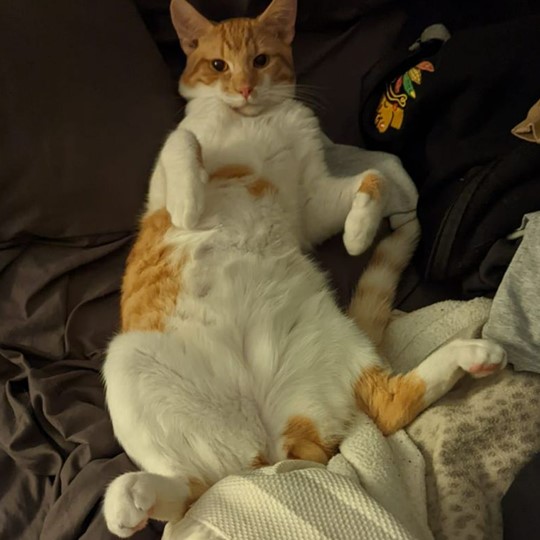 Rez cat lost 9 August 2022